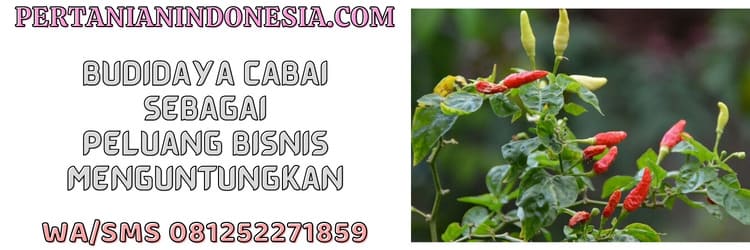 budidaya,cabai,peluang bisnis,agrobisnis,budidaya cabai